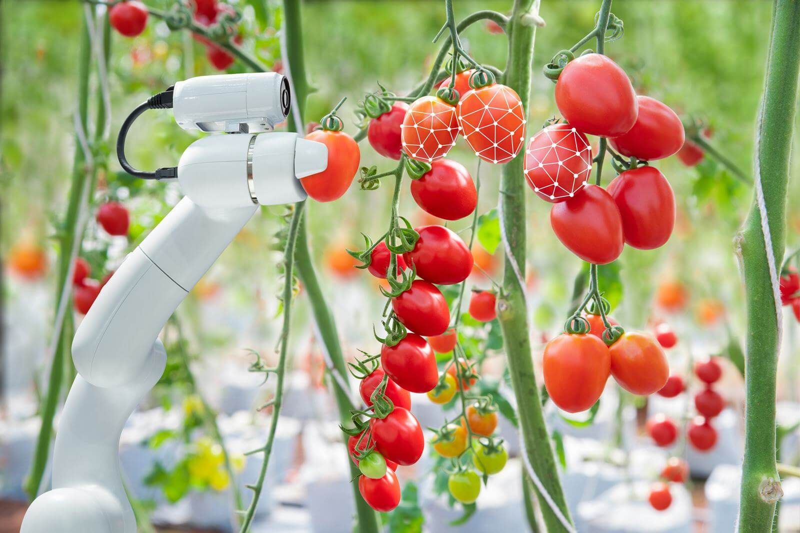 Smart Farming: Ernte mit Roboter