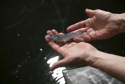 swiss shrimp